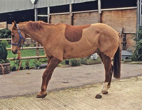 Magiz Cushion: A Promising Solution for Laminitis Sufferers